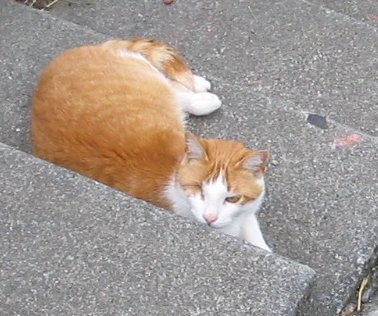 Milton the Cat