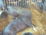 hog standing
