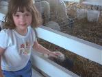 paige petting sheep 1