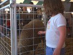 paige with sheep 1